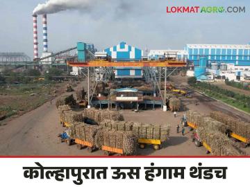 कोल्हापूर जिल्ह्यातील हा कारखाना वगळता सर्वच कारखान्यांच्या चिमण्या अद्याप थंडच - Marathi News | Except this factory in Kolhapur district, the boiler of all the factories are still cold | Latest News at Lokmat.com कोल्हापूर जिल्ह्यातील हा कारखाना वगळता सर्वच कारखान्यांच्या चिमण्या अद्याप थंडच - Marathi News | Except this factory in Kolhapur district, the boiler of all the factories are still cold | Latest News at Lokmat.com