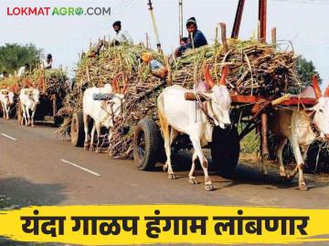 Sugarcane Season Kolhapur : कोल्हापूर विभागात ३० साखर कारखाने सुरु किती झाले गाळप - Marathi News | Sugarcane Season Kolhapur: 30 sugar factory have been started in Kolhapur division how much crushing done | Latest News at Lokmat.com