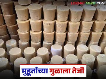 Gul Market Kolhapur : पाडव्याच्या मुहूर्तावर काढलेल्या सौद्यात कोल्हापुरी गुळाला कसा मिळाला दर? - Marathi News | Gul Market Kolhapur : How did Kolhapuri jaggery get the price in the deal made on the occasion of Padwa? | Latest News at Lokmat.com Gul Market Kolhapur : पाडव्याच्या मुहूर्तावर काढलेल्या सौद्यात कोल्हापुरी गुळाला कसा मिळाला दर? - Marathi News | Gul Market Kolhapur : How did Kolhapuri jaggery get the price in the deal made on the occasion of Padwa? | Latest News at Lokmat.com
