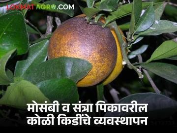 मोसंबी व संत्रा पिकावरील कोळी किडींचे व्यवस्थापन कसे करावे, वाचा सविस्तर  - Marathi News | Latest News Read in detail how to manage spider mites on citrus and orange crops. | Latest News at Lokmat.com