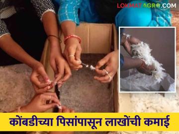 Chicken Wings : कोंबडीच्या पिसांपासून लाखोंची कमाई, लोकर आणि कागदाची निर्मिती, वाचा सविस्तर - Marathi News | Latest news Cloth and paper are being made from chicken wings in Jaipur by radhesh agrahari | Latest News at Lokmat.com Chicken Wings : कोंबडीच्या पिसांपासून लाखोंची कमाई, लोकर आणि कागदाची निर्मिती, वाचा सविस्तर - Marathi News | Latest news Cloth and paper are being made from chicken wings in Jaipur by radhesh agrahari | Latest News at Lokmat.com