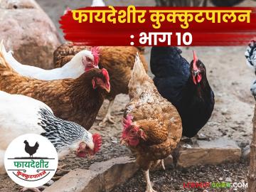 Poultry Farming : गिरीराज आणि स्वर्णधारा कोंबडीपेक्षा वनराजा कोंबडीपालन फायदेशीर आहे का?  - Marathi News | Latest News Poultry Farming Vanraja chicken farming more profitable than Giriraj and Swarnadhara chickens | Latest News at Lokmat.com