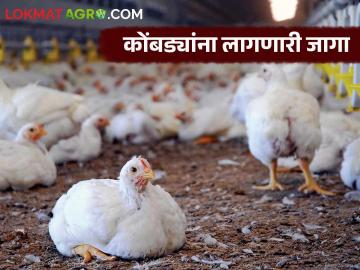 Poultry Farm : पोल्ट्री फार्ममधील पक्षांच्या वयानुसार प्रति कोंबडी किती जागा लागते, वाचा सविस्तर - Marathi News | Latest News How much space is required per chicken in a poultry farm see details | Latest agri-business News at Lokmat.com