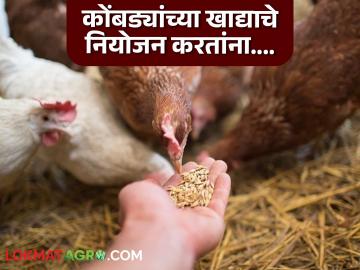 Poultry Farming : 'असे' खाद्य कोंबड्यांना दिल्यास मरतूक वाढेल, खाद्याबाबत 'या' गोष्टी लक्षात ठेवा! - Marathi News | Poultry Farming : | Latest News at Lokmat.com Poultry Farming : 'असे' खाद्य कोंबड्यांना दिल्यास मरतूक वाढेल, खाद्याबाबत 'या' गोष्टी लक्षात ठेवा! - Marathi News | Poultry Farming : | Latest News at Lokmat.com