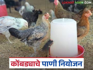 Poultry Farm Care : पोल्ट्री फार्ममधील पिण्याचे पाणी स्वच्छ ठेवण्यासाठी काय करावे? जाणून घ्या सविस्तर  - Marathi News | Latest News Kukkutpalan care What should be done to keep drinking water clean in poultry farms | Latest News at Lokmat.com Poultry Farm Care : पोल्ट्री फार्ममधील पिण्याचे पाणी स्वच्छ ठेवण्यासाठी काय करावे? जाणून घ्या सविस्तर  - Marathi News | Latest News Kukkutpalan care What should be done to keep drinking water clean in poultry farms | Latest News at Lokmat.com