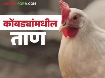 कोंबड्यांनी खाद्य सोडलंय, मग समजून जा, स्ट्रेस आला, पोल्ट्री फार्ममध्ये 'हे' उपाय करा!  - Marathi News | Latest News Chickens have left food, then Stress in poultry farm apply these solution | Latest agri-business News at Lokmat.com