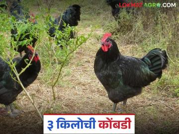 मांस व अंडी असा दुहेरी नफा देणारी ही कोंबड्याची जात ठरतेय फायदेशीर; वाचा सविस्तर - Marathi News | This breed of chicken that provides the dual benefits of meat and eggs is becoming profitable; Read in detail | Latest News at Lokmat.com