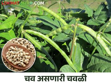 कोकणातील गिरणे गावच्या चवळीला अनोखी चव; ८० एकरांवर चवळी शेतीचा पॅटर्न - Marathi News | The unique flavor of cowpeas from the village of Girne in Konkan; Pattern of cowpea farming on 80 acres | Latest News at Lokmat.com