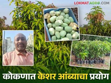 Kesar Mango Cultivation : रंगकर्मी श्रीकांत यांनी केशर आंब्याची इस्राइल तंत्राने केली लागवड काढले तीन टन आंबा उत्पादन - Marathi News | Actor Shrikant cultivated kesar mangoes using Israeli techniques and produced three tons of mangoes | Latest News at Lokmat.com