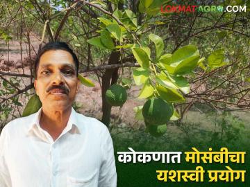 Konkan Farmer Success Story कोकणच्या लाल मातीत लगडल्या हिरव्या मोसंबी - Marathi News | Konkan Farmer Success Story Green roses planted in the red soil of Konkan | Latest News at Lokmat.com