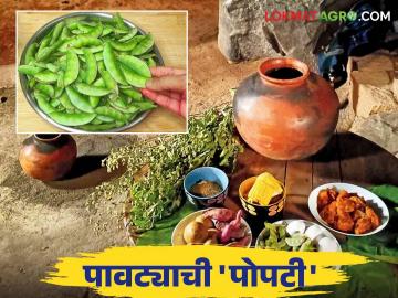 Popti : पावटा दर शंभरीत जावो अथवा दोनशेत; पोपटी होणारच! कशी करतात पोपटी वाचा सविस्तर - Marathi News | Popti : The dolichus bean market should go to one hundred or two hundred; popti party must, how to make popti? | Latest News at Lokmat.com Popti : पावटा दर शंभरीत जावो अथवा दोनशेत; पोपटी होणारच! कशी करतात पोपटी वाचा सविस्तर - Marathi News | Popti : The dolichus bean market should go to one hundred or two hundred; popti party must, how to make popti? | Latest News at Lokmat.com
