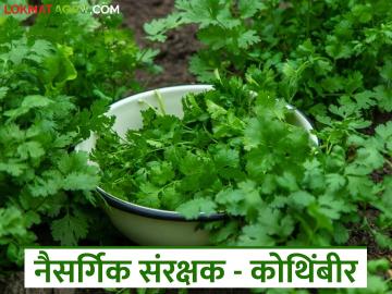 हरभरा, वाटाणा पिकाचे कोथिंबीर पिकाशी भन्नाट कनेक्शन, एका सिजनमध्ये तिप्पट उत्पन्न - Marathi News | Latest News Intercropping with coriander to control pests in chickpea and pea crops | Latest News at Lokmat.com