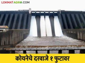 Koyna Dam : कोयनेचे दरवाजे एक फुटावर आणले किती होतोय विसर्ग - Marathi News | Koyna Dam : The gates of Koyna were raised to one foot | Latest News at Lokmat.com