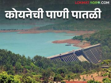 Koyna Dam कोयनेला ३१ मिलिमीटर पाऊस; धरणात आता किती टीएमसी पाणीसाठा - Marathi News | Koyna Dam 31 mm rain at Koyna; How much TMC water is stored in the dam now? | Latest News at Lokmat.com