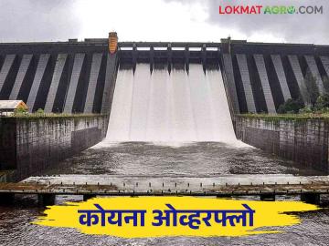 Koyna Dam Water Level : गुडन्यूज कोयना धरण १०० टक्के भरले - Marathi News | Koyna Dam Water Level : Good news Koyna Dam is 100 percent full | Latest News at Lokmat.com