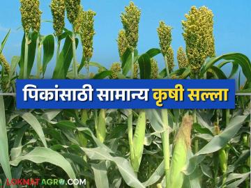 Krushi Salla : बदलत्या हवामानावर असे करा पिकांचे नियोजन वाचा सविस्तर - Marathi News | Krushi Salla: Plan your crops in this way in the changing weather conditions, read in detail | Latest News at Lokmat.com