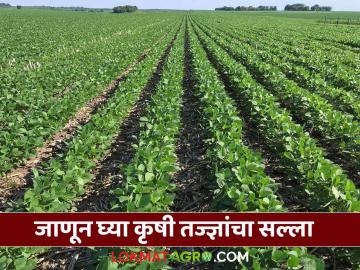 Krushi Salla : हवामान बदलाचा परिणाम कीड-रोगांचा धोका वाढला; जाणून घ्या कृषी तज्ज्ञांचा सल्ला - Marathi News | latest news Krushi Salla: Climate change has increased the risk of pests and diseases; Know the advice of agricultural experts | Latest News at Lokmat.com Krushi Salla : हवामान बदलाचा परिणाम कीड-रोगांचा धोका वाढला; जाणून घ्या कृषी तज्ज्ञांचा सल्ला - Marathi News | latest news Krushi Salla: Climate change has increased the risk of pests and diseases; Know the advice of agricultural experts | Latest News at Lokmat.com