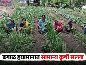 ढगाळ हवामानात रब्बी पिके, फळपिके तसेच भाजीपाला पिकांसाठी सामान्य कृषी सल्ला  - Marathi News | Latest news General agricultural advisory for Rabi crops, fruit crops and vegetable crops in cloudy weather | Latest News at Lokmat.com