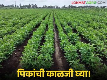 Krushi Salla : कापूस, तूर शेतकऱ्यांसाठी आवश्यक सल्ला वाचा सविस्तर - Marathi News | latest news Krushi Salla: Read detailed advice for cotton and tur farmers | Latest News at Lokmat.com Krushi Salla : कापूस, तूर शेतकऱ्यांसाठी आवश्यक सल्ला वाचा सविस्तर - Marathi News | latest news Krushi Salla: Read detailed advice for cotton and tur farmers | Latest News at Lokmat.com