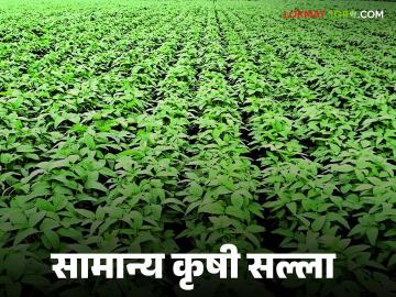 Krushi Salla : हवामान बदलात रोगकिडींवर कोणते उपाय करावे? जाणून घ्या सविस्तर - Marathi News | latest news Krushi Salla : What measures should be taken against pests in the face of climate change? Find out in detail | Latest News at Lokmat.com Krushi Salla : हवामान बदलात रोगकिडींवर कोणते उपाय करावे? जाणून घ्या सविस्तर - Marathi News | latest news Krushi Salla : What measures should be taken against pests in the face of climate change? Find out in detail | Latest News at Lokmat.com