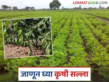 Krushi Salla: उन्हाळी भुईमूग पिकांसह फळबागांचे असे करा व्यवस्थापन; वाचा कृषी सल्ला सविस्तर - Marathi News | Krushi Salla: latest news Manage orchards including summer groundnut crops like this; Read detailed Krushi Salla | Latest News at Lokmat.com Krushi Salla: उन्हाळी भुईमूग पिकांसह फळबागांचे असे करा व्यवस्थापन; वाचा कृषी सल्ला सविस्तर - Marathi News | Krushi Salla: latest news Manage orchards including summer groundnut crops like this; Read detailed Krushi Salla | Latest News at Lokmat.com