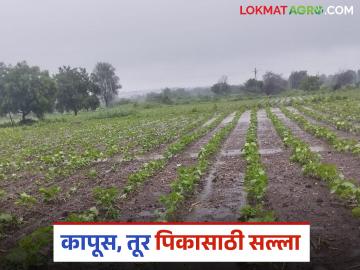 Krushi Salla : मराठवाड्यातील हवामानात बदल; पिकांची काळजी कशी घ्याल? वाचा सविस्तर - Marathi News | latest news Krushi Salla: Weather changes in Marathwada; How will you take care of crops? Read in detail | Latest News at Lokmat.com