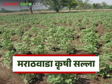 Krushi Salla : पावसाचा जोर कायम; शेतकऱ्यांनी काय घ्यावी काळजी? वाचा सविस्तर - Marathi News | latest news Krushi Salla: Heavy rain continues; What should farmers take care of? Read in detail | Latest News at Lokmat.com Krushi Salla : पावसाचा जोर कायम; शेतकऱ्यांनी काय घ्यावी काळजी? वाचा सविस्तर - Marathi News | latest news Krushi Salla: Heavy rain continues; What should farmers take care of? Read in detail | Latest News at Lokmat.com