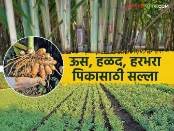 Krushi salla : वाढत्या उन्हात पिकांची अशी घ्या काळजी वाचा सविस्तर - Marathi News | Krushi salla: Take care of crops and livestock during the rising sun, read in detail | Latest News at Lokmat.com Krushi salla : वाढत्या उन्हात पिकांची अशी घ्या काळजी वाचा सविस्तर - Marathi News | Krushi salla: Take care of crops and livestock during the rising sun, read in detail | Latest News at Lokmat.com