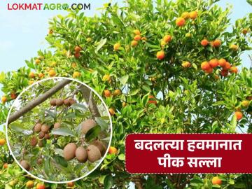 krushi salla : पिकांच्या सरंक्षणासाठी विद्यापीठाने जारी केला कृषी सल्ला वाचा सविस्तर - Marathi News | Krushi Salla: latest news University issues agricultural advisory for crop protection Read in detail | Latest News at Lokmat.com krushi salla : पिकांच्या सरंक्षणासाठी विद्यापीठाने जारी केला कृषी सल्ला वाचा सविस्तर - Marathi News | Krushi Salla: latest news University issues agricultural advisory for crop protection Read in detail | Latest News at Lokmat.com