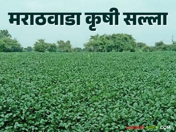 Krushi Salla : पिकांचे व्यवस्थापन कसे कराल? वाचा कृषी सल्ला सविस्तर - Marathi News | latest news Krushi Salla: How to manage crops? Read detailed agricultural advice | Latest News at Lokmat.com Krushi Salla : पिकांचे व्यवस्थापन कसे कराल? वाचा कृषी सल्ला सविस्तर - Marathi News | latest news Krushi Salla: How to manage crops? Read detailed agricultural advice | Latest News at Lokmat.com