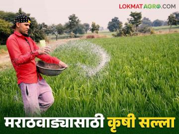 Agriculture Advisory : हवामानानुसार असे करा पिकांचे नियोजन - Marathi News | Agriculture Advisory : Agriculture Advisory according to the weather and plan the crops | Latest News at Lokmat.com