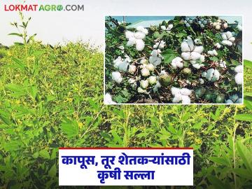 Krushi Salla : किमान तापमानात घट; पिकांसाठी काय कराल? जाणून घ्या कृषी सल्ला सविस्तर - Marathi News | latest news Krushi Salla: Minimum temperature drops; What to do for crops? Know the detailed agricultural advice | Latest smart-farming News at Lokmat.com