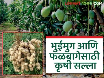 Krushi Salla: बदलत्या हवामानात पिकांसाठी काय आहे कृषी सल्ला वाचा सविस्तर - Marathi News | Krushi salla: latest news Read the agricultural advice in detail about what is in store for crops in a changing climate. | Latest News at Lokmat.com Krushi Salla: बदलत्या हवामानात पिकांसाठी काय आहे कृषी सल्ला वाचा सविस्तर - Marathi News | Krushi salla: latest news Read the agricultural advice in detail about what is in store for crops in a changing climate. | Latest News at Lokmat.com