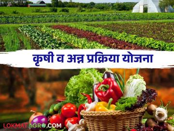 Chief Minister Agriculture and Food Processing Scheme : शेतमालाला अन्न् प्रक्रिया उद्योगांची साथ - Marathi News | Chief Minister Agriculture and Food Processing Scheme: Support to agriculture and food processing industries | Latest News at Lokmat.com