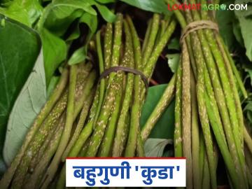 मूळव्याध व पोटांच्या विकारांवर अत्यंत गुणकारी 'ही' रानभाजी तुम्हाला माहिती आहे का? - Marathi News | Do you know about this wild vegetable that is extremely effective against piles and stomach disorders? | Latest News at Lokmat.com