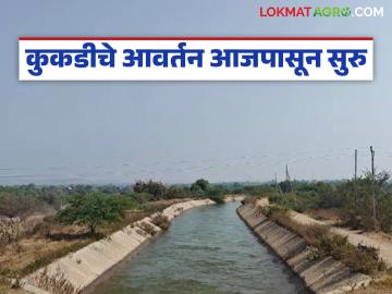 कुकडी डाव्या कालव्यातून आजपासून रब्बीचे आवर्तन; किती दिवस सुरु राहणार पाणी?