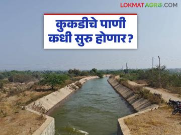 रब्बी हंगामातील पिकांसाठी कुकडीचे आवर्तन २० ते २५ डिसेंबर दरम्यान सुरु होणार - Marathi News | The irrigation schedule of Kukdi for Rabi season crops will begin between December 20th and 25th | Latest News at Lokmat.com रब्बी हंगामातील पिकांसाठी कुकडीचे आवर्तन २० ते २५ डिसेंबर दरम्यान सुरु होणार - Marathi News | The irrigation schedule of Kukdi for Rabi season crops will begin between December 20th and 25th | Latest News at Lokmat.com