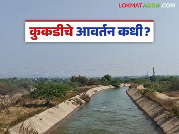 रब्बी हंगामासाठी कुकडी प्रकल्पातून २० डिसेंबरपासून पाण्याचे आवर्तन सुरु होणार - Marathi News | Water circulation from Kukdi project for Rabi season to start from December 20 | Latest News at Lokmat.com