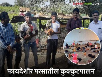 परसातील कुक्कुटपालन व्यवसायास किती जागा लागते, पहिल्यांदा किती खर्च येतो, वाचा सविस्तर  - Marathi News | Latest news How much space is required for backyard poultry farming, how much does it cost initially, read in detail | Latest News at Lokmat.com