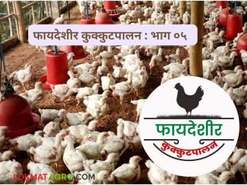 Poultry Farming : परफेक्ट पोल्ट्री शेडसाठी 'या' तीन गोष्टी आवश्यक, नक्की अंमलात आणा! - Marathi News | Latest News Poultry Farming Want to build perfect poultry house Work on these three things | Latest News at Lokmat.com