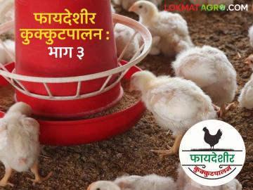 Poultry Farming :कुक्कुटपालन व्यवसायात यशस्वी व्हायचंय, 'या' पाच गोष्टी हमखास करा - Marathi News | Latest News Kukkutpalan Follow these five tips for successful poultry farming business, read in detail | Latest News at Lokmat.com