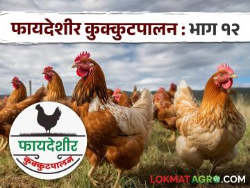 Shrinidhi Kombdi : कोणत्याही वातावरणात तग धरणारी श्रीनिधी कोंबडी, काय आहेत वैशिष्ट्ये?  - Marathi News | Latest News Kukkutpalan Poultry farm Srinidhi kombdi chicken with high immunity, know in detail | Latest News at Lokmat.com