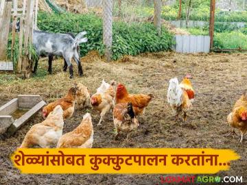Goat-Poultry Farming : शेळ्यांसोबत करा कुक्कुटपालन, खर्च कमी, उत्पन्नाची दुप्पट हमी  - Marathi News | Latest News poultry with goat farming is very beneficial for farmers cost decrease and income increase | Latest News at Lokmat.com