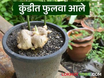 Gardening Tips : किचन गार्डनमधील कुंडीत आले लागवड कशी करावी, जाणून घ्या सोपी पद्धत - Marathi News | Latest News Gardening Tips How to plant ginger in pot in kitchen garden, know easy method | Latest News at Lokmat.com Gardening Tips : किचन गार्डनमधील कुंडीत आले लागवड कशी करावी, जाणून घ्या सोपी पद्धत - Marathi News | Latest News Gardening Tips How to plant ginger in pot in kitchen garden, know easy method | Latest News at Lokmat.com