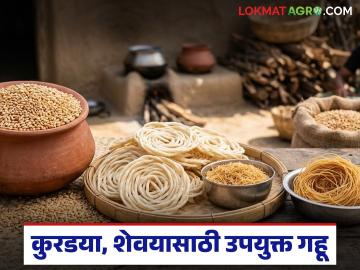 कुरडई अन् शेवया पांढऱ्या शुभ्र आणि खुसखुशीत होण्यासाठी 'हा' गहू बेस्ट, वाचा सविस्तर - Marathi News | Latest News 'NIDW 1149' Wheat Used for Making Kurdaya and Shevaya read in details | Latest News at Lokmat.com कुरडई अन् शेवया पांढऱ्या शुभ्र आणि खुसखुशीत होण्यासाठी 'हा' गहू बेस्ट, वाचा सविस्तर - Marathi News | Latest News 'NIDW 1149' Wheat Used for Making Kurdaya and Shevaya read in details | Latest News at Lokmat.com