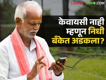 E-KYC Problem : ‘ई-केवायसी’च्या जंजाळात शेतकरी अडकले; ७४६ कोटी बँकेत पडून! - Marathi News | latest news E-KYC Problem : Farmers caught in the 'e-KYC' trap; 746 crores lying in the bank! | Latest News at Lokmat.com E-KYC Problem : ‘ई-केवायसी’च्या जंजाळात शेतकरी अडकले; ७४६ कोटी बँकेत पडून! - Marathi News | latest news E-KYC Problem : Farmers caught in the 'e-KYC' trap; 746 crores lying in the bank! | Latest News at Lokmat.com