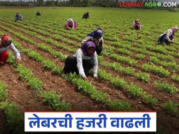 Shet Majuri : नवा हंगाम, नवे शेतमजुरीचे दर; यंदा शेतमजुरीच्या दरात किती वाढ? - Marathi News | Shet Majuri : New season, new agricultural labor rates; How much increase in agricultural labor rates this year? | Latest News at Lokmat.com