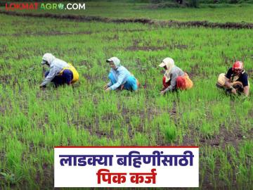 Pik Karja : भावाचे पीककर्ज आता लाडक्या बहिणींच्या मुठीत; सातबाऱ्यानुसारच मिळणार पिक कर्ज - Marathi News | Pik Karja : Brother's crop loan now in the hands of beloved sisters; crop loan will be available according satbara land record | Latest News at Lokmat.com