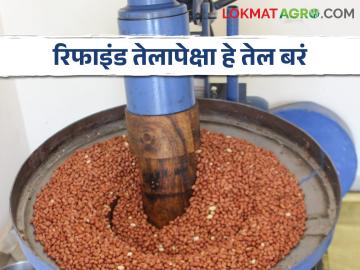 Edible Oil राज्यातील ८०० तेल उत्पादक एकत्र घेऊन सुरु करणार घाण्याच्या तेलाचं ब्रँड - Marathi News | 800 oil producers of the state will start a brand of dirty oil | Latest News at Lokmat.com Edible Oil राज्यातील ८०० तेल उत्पादक एकत्र घेऊन सुरु करणार घाण्याच्या तेलाचं ब्रँड - Marathi News | 800 oil producers of the state will start a brand of dirty oil | Latest News at Lokmat.com