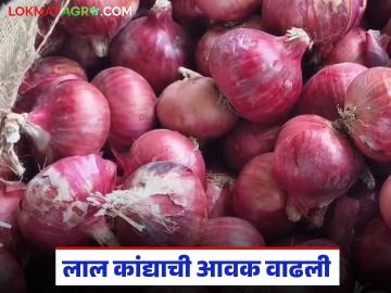 Kanda Market : घोडेगाव बाजार समितीत लाल कांद्याची आवक वाढली; वाचा कसा मिळतोय दर? - Marathi News | Kanda Market : Arrival of red onion increased in Ghodegaon Market Committee; Read how is the price being obtained? | Latest News at Lokmat.com
